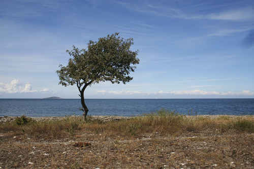 Träd vid havet