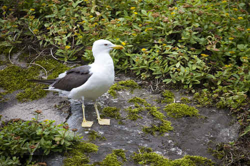 Havstrut