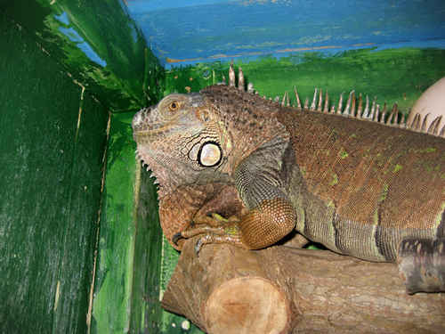 Grön leguan