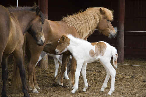 Islandshästar