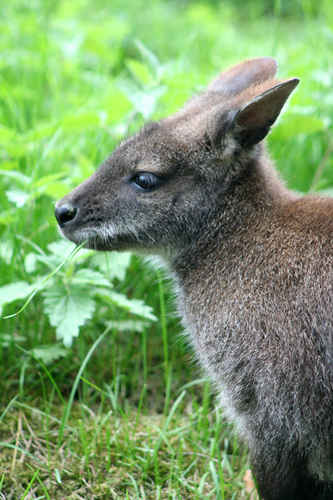 Känguru