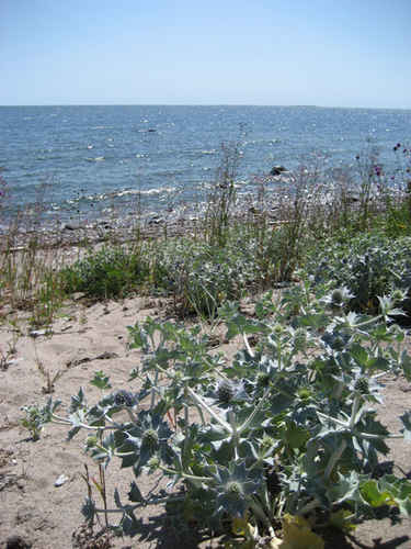 En kaktus på en strand kant