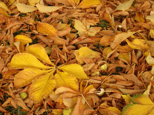 Gula blad