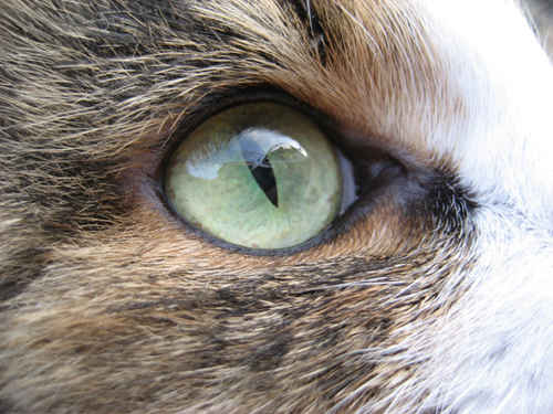 Kattöga