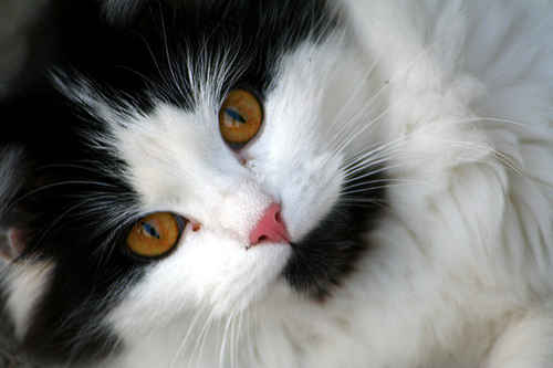 Katt