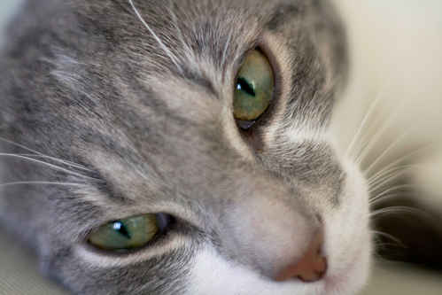 Katt