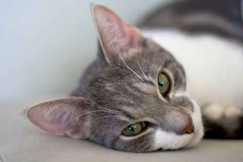 Katt