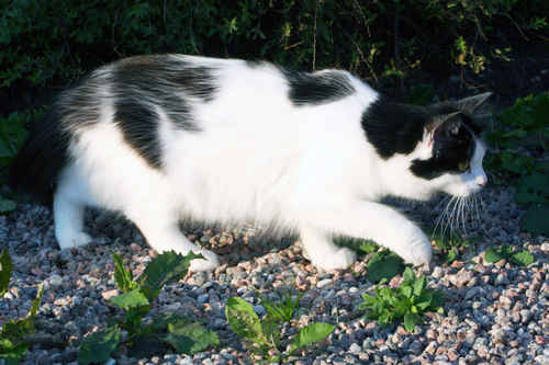 Vit katt