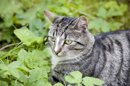 Katt