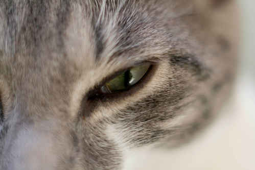 Kattöga