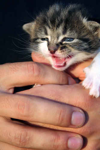 Kattunge