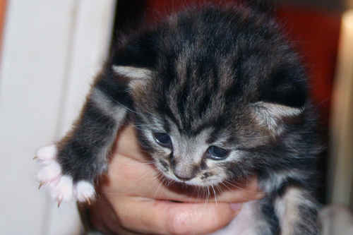 Kattunge