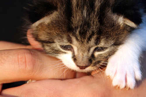 Katt