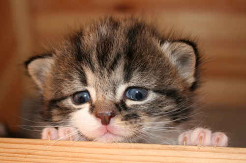 Kattunge