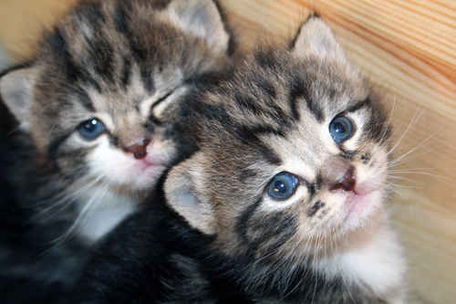 Kattungar
