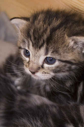 Kattunge