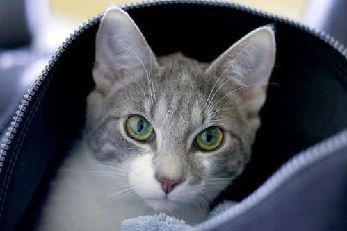 Katt