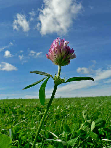 Klöverblomma
