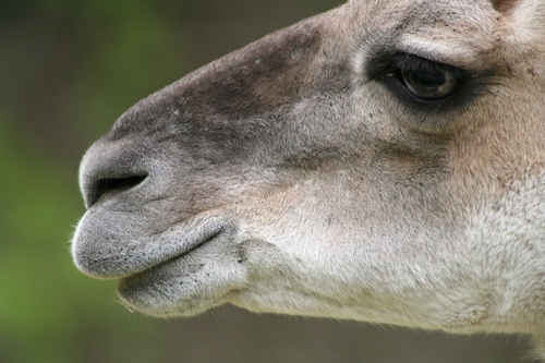 Lama