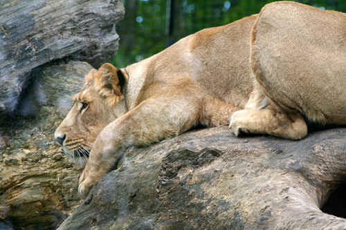 Lejonhona