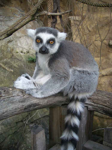 Sittande lemur