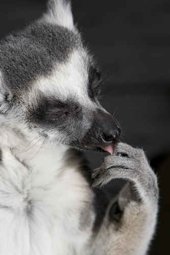 Lemur