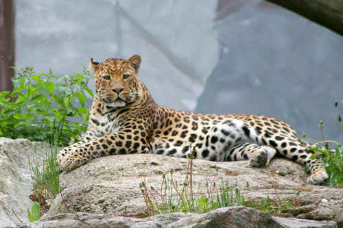 Leopard