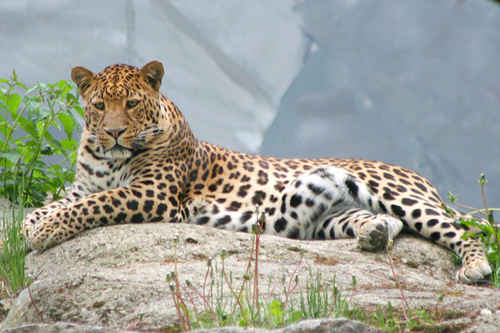 Leopard
