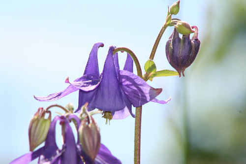 Lila blomma