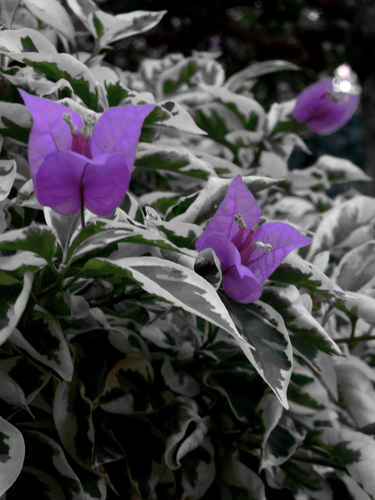 Lila blommor