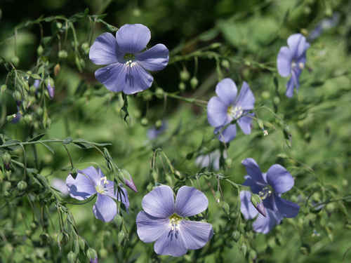 Linblommor