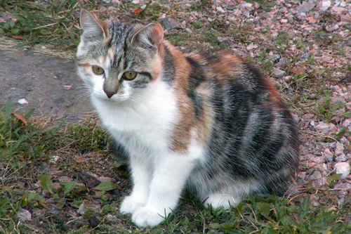 Katt