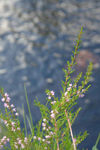 Blomlådor