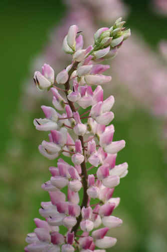 Lupin