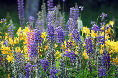 Blommor