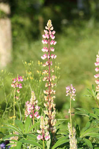 Lupiner