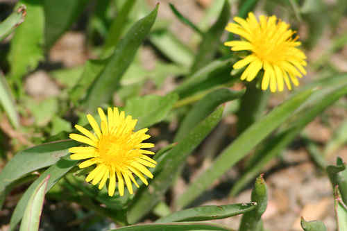 Maskrosor