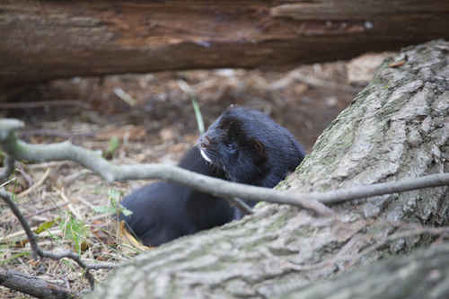 Mink