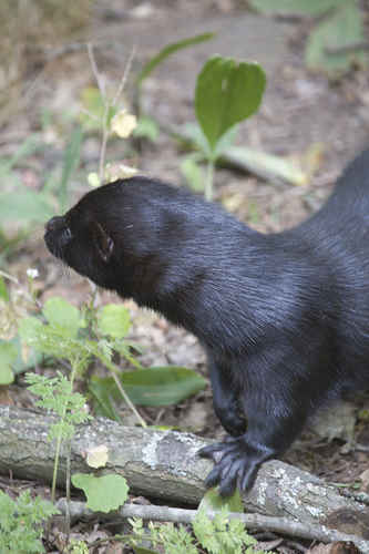 Mink