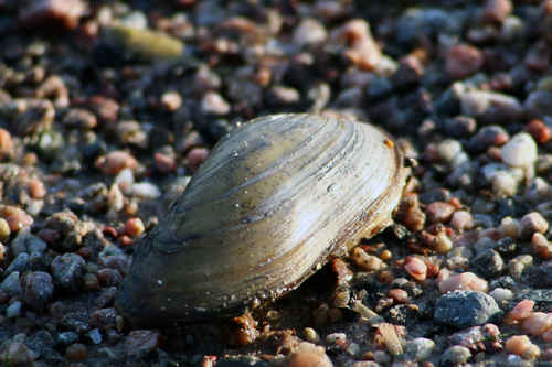 Mussla