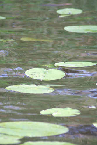 Näckrosblad