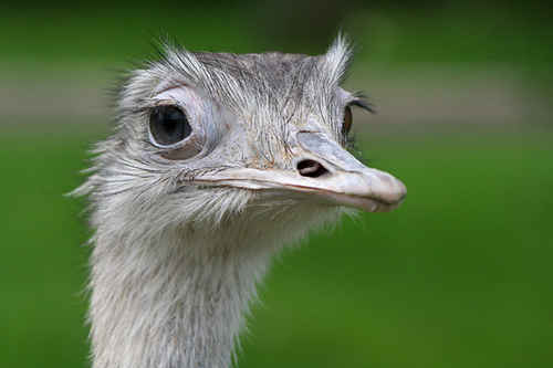 Nandu