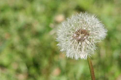 Överblommad