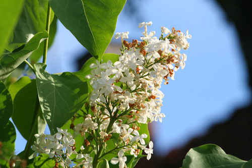 Överblommad