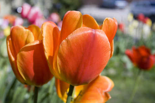 Orange tulpan
