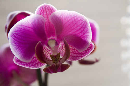 Blomma