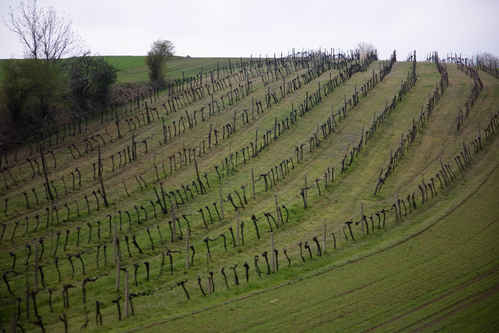 Vinrankor