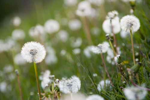 Överblommat