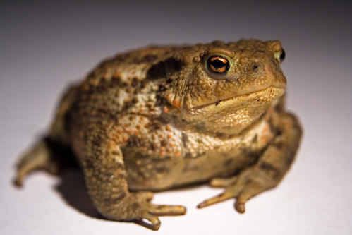 Padda