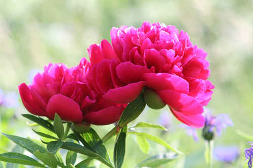 Pion